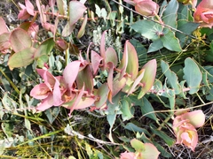Protea amplexicaulis