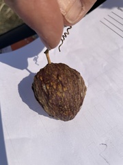 Pentarrhinum insipidum