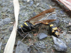 Phimenes flavopictus