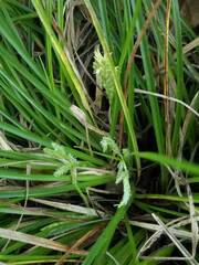 Carex breviculmis