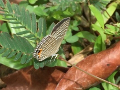 Jamides celeno aelianus