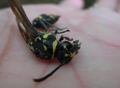 Phimenes flavopictus