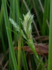 Carex breviculmis