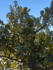 Carya texana