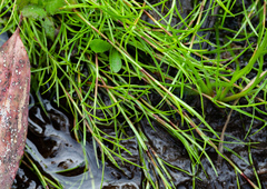 Schoenus maschalinus