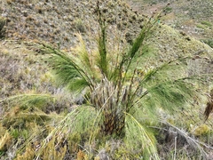 Restionaceae