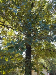 Carya texana