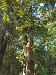 Carya texana