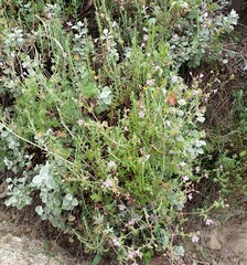 Geranium ornithopodon