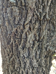 Carya texana