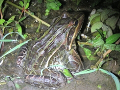 Leptodactylus luctator