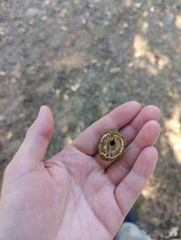 Carya texana