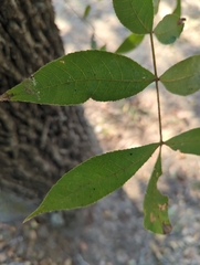 Carya texana