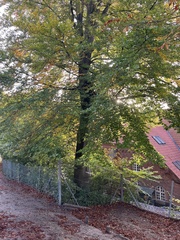 Fagus sylvatica