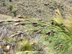 Restionaceae