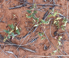 Haloragis odontocarpa