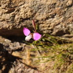 Polygala bracteolata