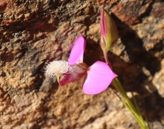 Polygala bracteolata