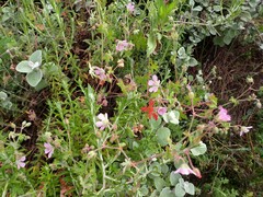 Geranium ornithopodon