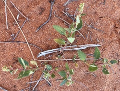 Haloragis odontocarpa