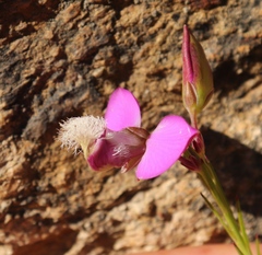 Polygala bracteolata