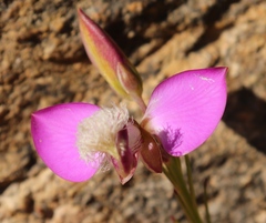 Polygala bracteolata