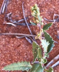 Haloragis odontocarpa