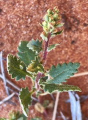 Haloragis odontocarpa