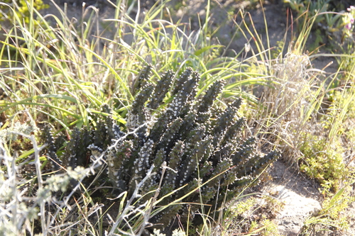 Image of Quaqua incarnata by (c) Tony Rebelo, some rights reserved (CC BY-SA)