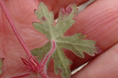 Geranium ornithopodon