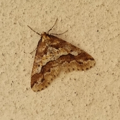 Erannis defoliaria