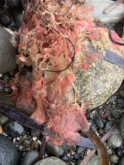 Rhodophyta