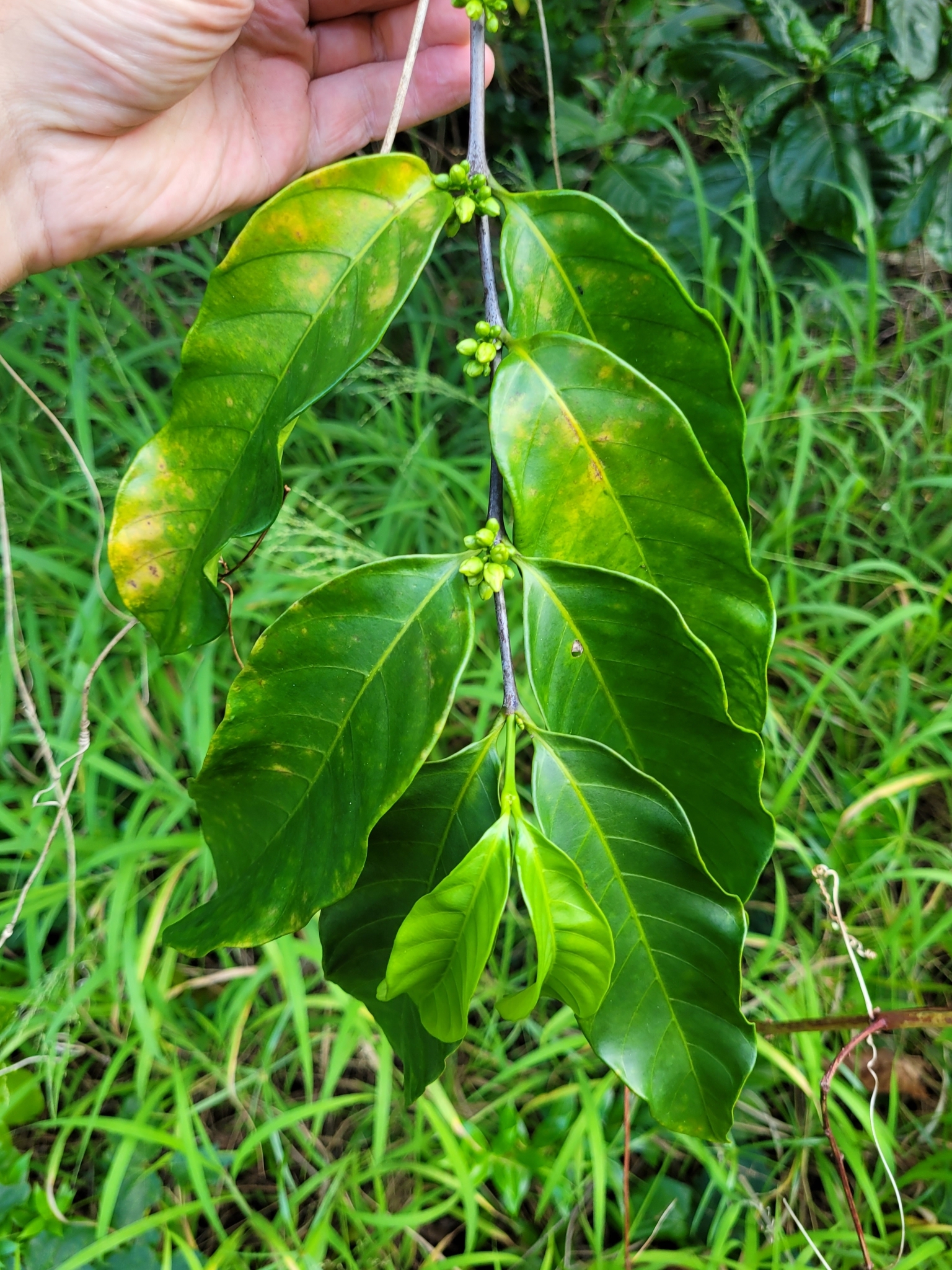 Funtumia elastica