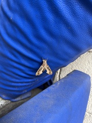 Eupanacra elegantulus