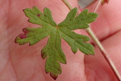 Geranium ornithopodon
