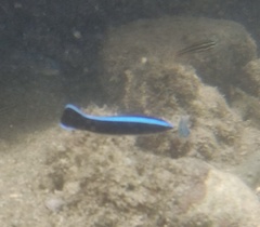 Labroides dimidiatus