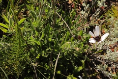 Dimorphotheca nudicaulis