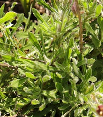 Dimorphotheca nudicaulis