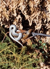 Duberria lutrix