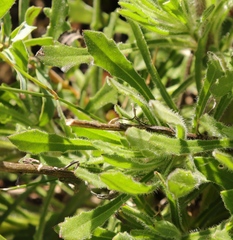 Dimorphotheca nudicaulis