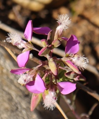 Polygala bracteolata