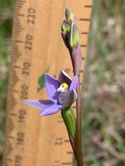 Thelymitra pauciflora