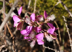 Polygala bracteolata