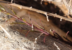 Polygala bracteolata