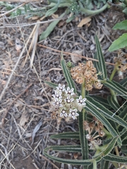 Asclepias adscendens