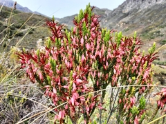Erica plukenetii