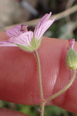 Geranium ornithopodon