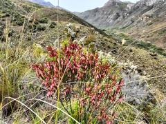 Erica plukenetii