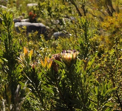 Protea neriifolia