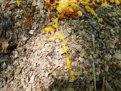 Fuligo septica